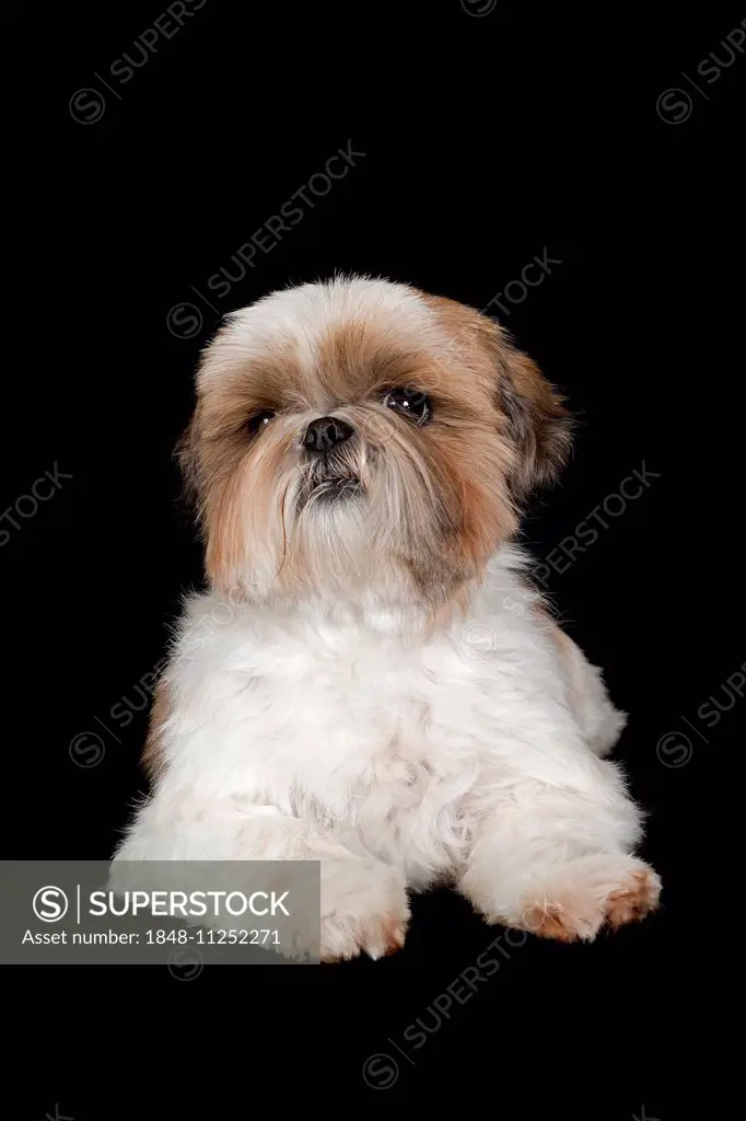 Shih Tzu, bitch, 6 years, colours gold and white