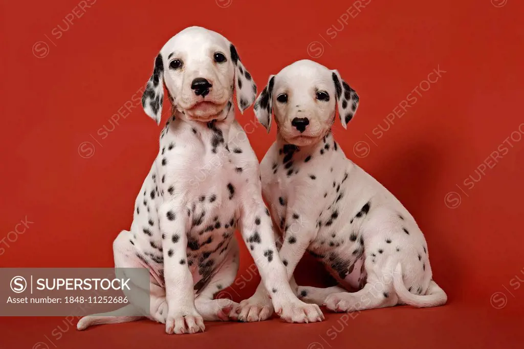 Two Dalmatian puppies, 6 weeks