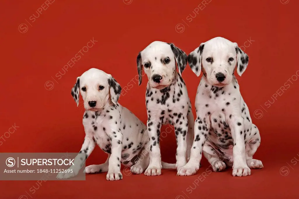 Three Dalmatian puppies, 6 weeks