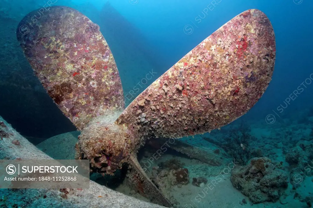 Propeller, shipwreck of the SS Thistlegorm, Red Sea, Shaab Ali, Sinai Peninsula, Egypt