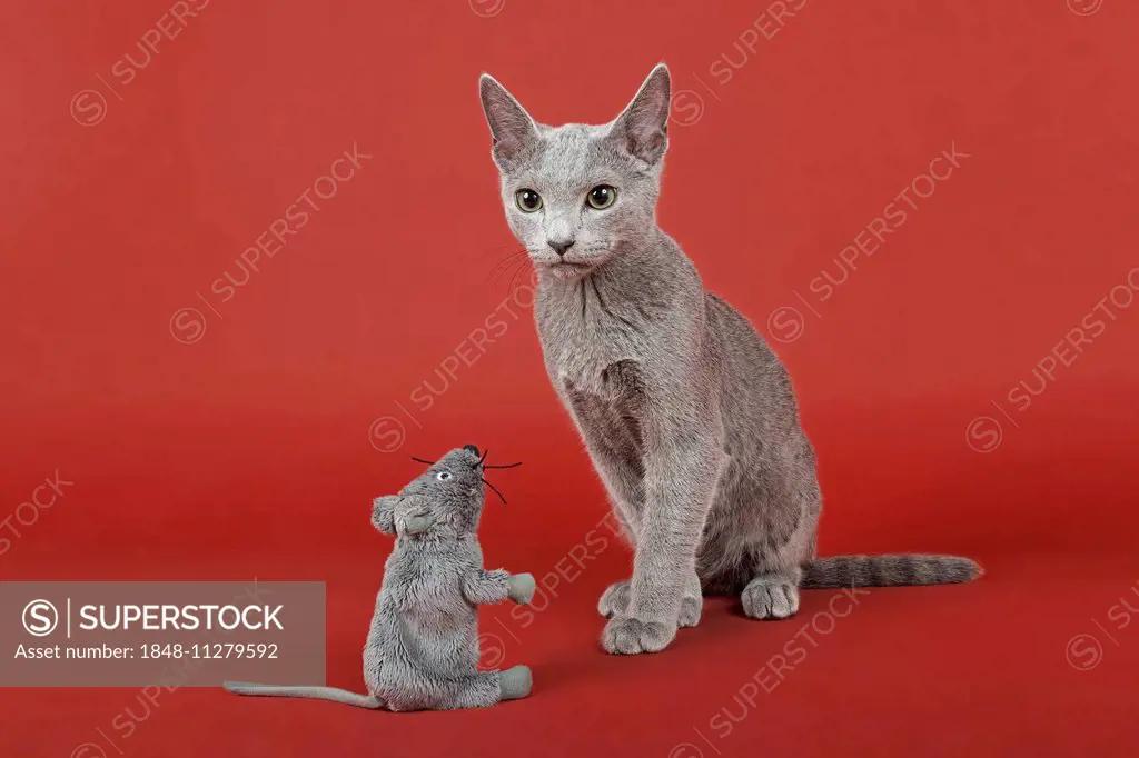 Russian Blue cat, kitten, 20 weeks, with toy mouse
