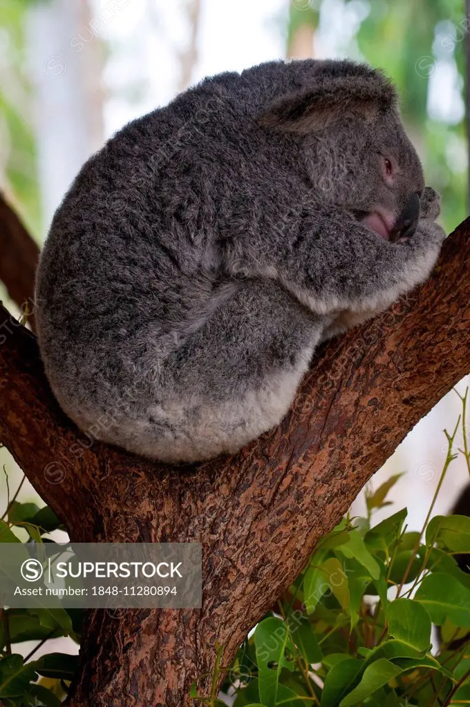 Koala (Phascolarctos cinereus), Townsville, Queensland, Australia