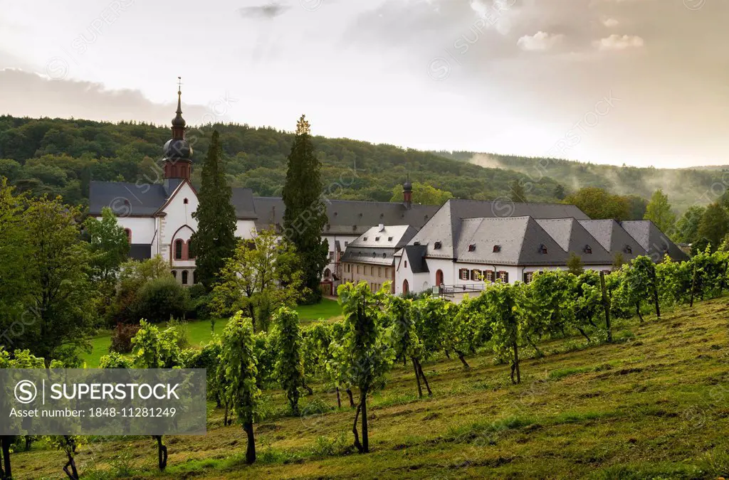 Vineyard, Cistercian monastery, Kloster Eberbach or Eberbach Abbey, Eltville am Rhein, Rheingau, Hesse, Germany