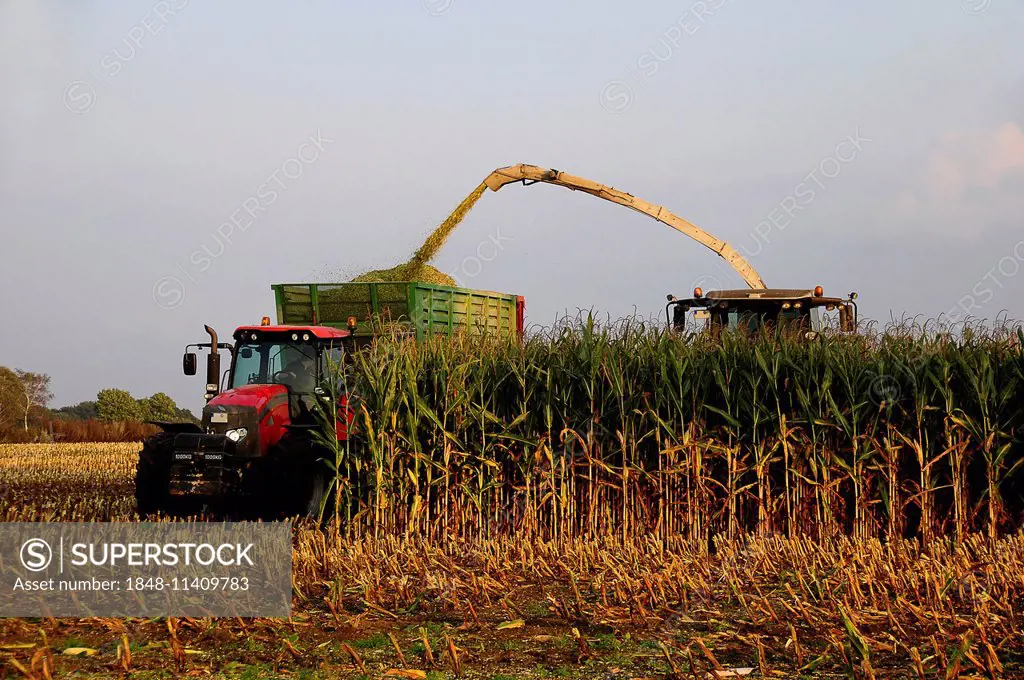 Maize harvest, combine harvester and shredder on a maize field, Tangstedt, Schleswig-Holstein, Germany