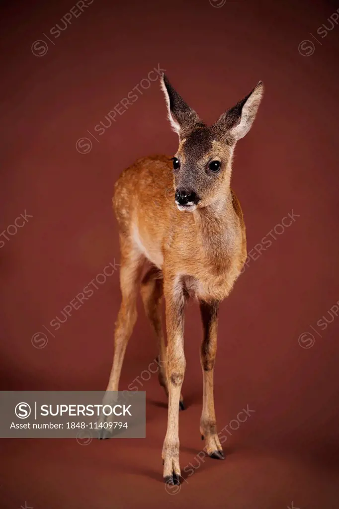 Roe Deer (Capreolus capreolus), fawn, captive