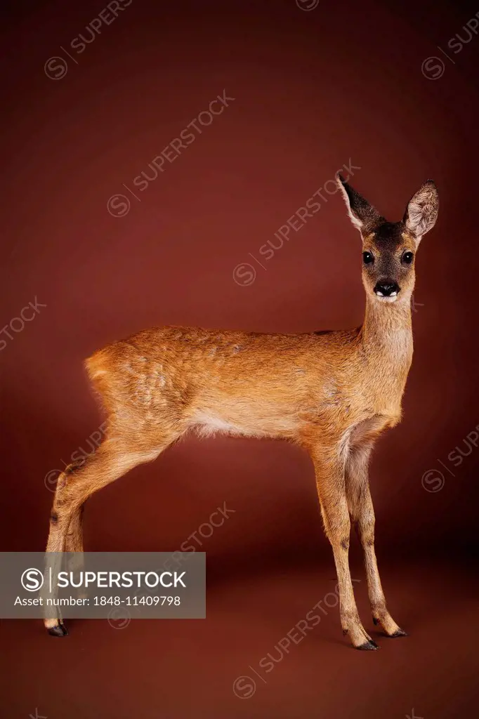 Roe Deer (Capreolus capreolus), fawn, side view, captive