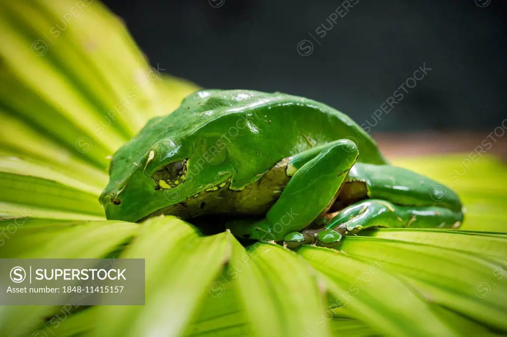 Giant Leaf Frog (Phyllomedusa bicolor), captive, native to South America