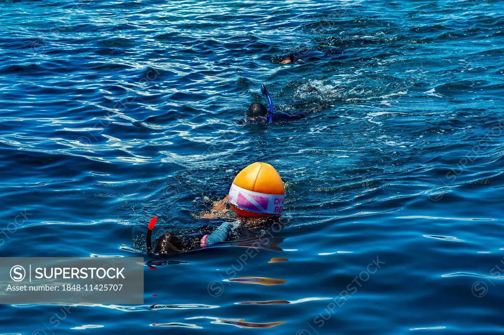 Snorkeler with diving buoy, Wakatobi Dive Resort, Sulawesi, Indonesia