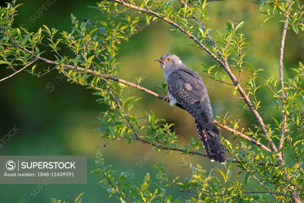 Cuckoo (Cuculus canorus), Saxony-Anhalt, Germany