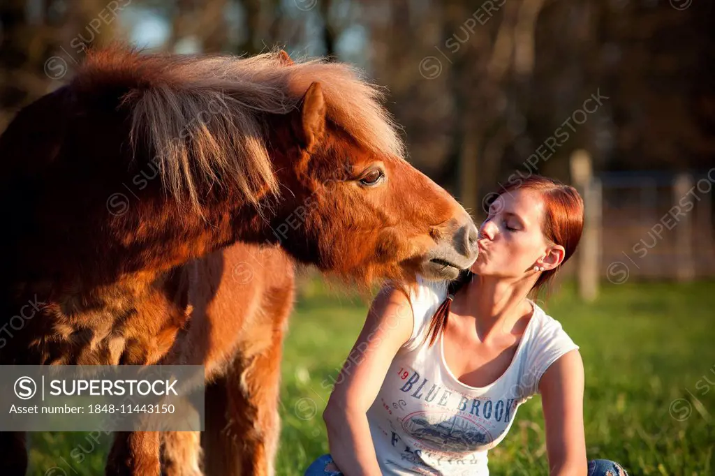 Shetland pony, chestnut gelding, with a girl, nuzzling