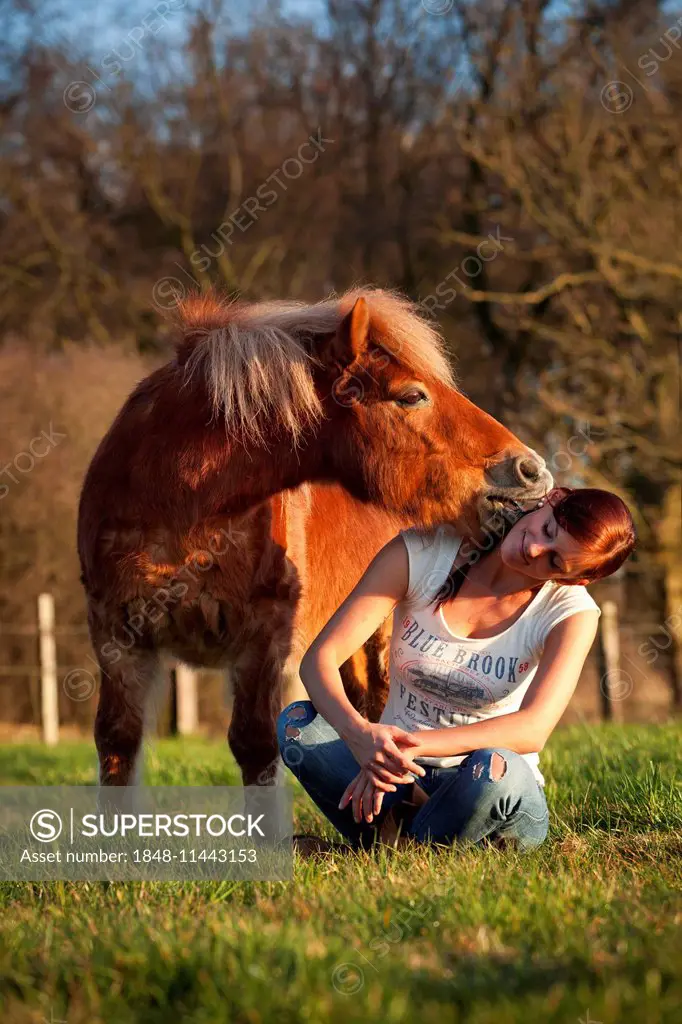 Shetland pony, chestnut gelding, nuzzling at a girl's ear, girl sitting cross legged