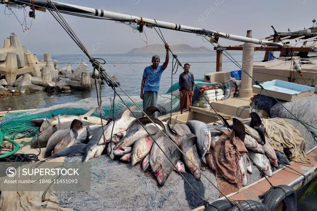 Fishermen with countless sharks on their boat, Mirbat, Dhofar Region, Oman