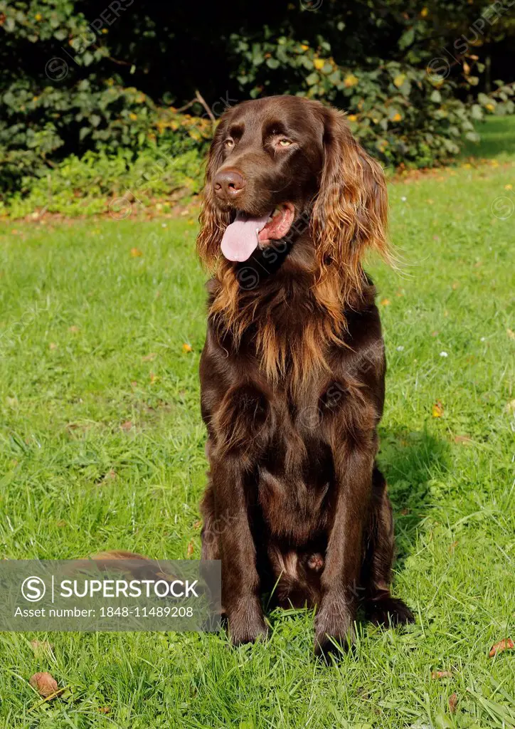 German Longhaired Pointer, male dog, 3 years