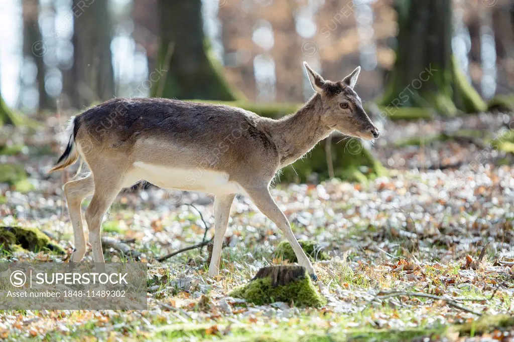 Fallow deer (Dama dama), Wild- und Freizeitpark Allensbach wildlife and leisure park, Allensbach, Baden-Württemberg, Germany