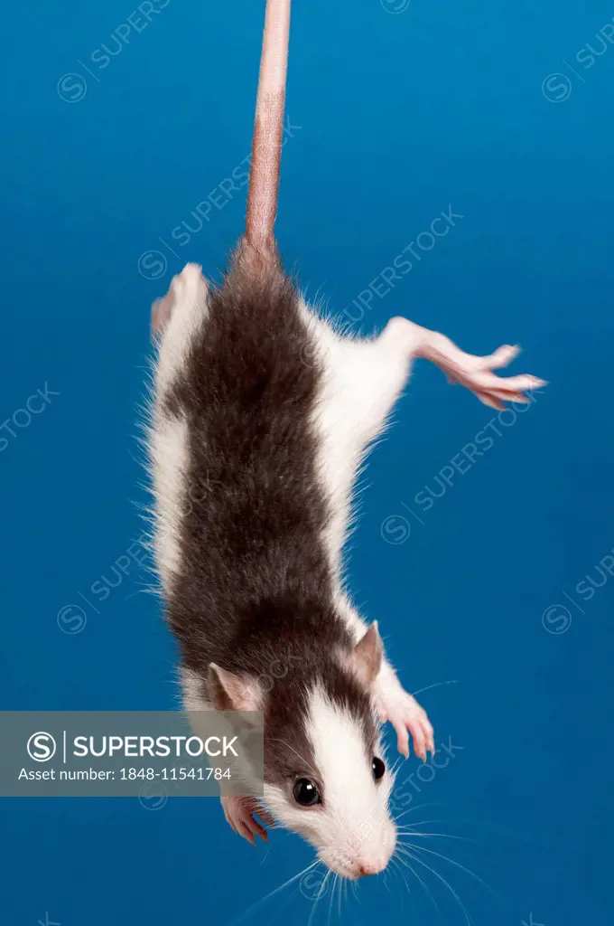 A Rat (Rattus) is held by its tail
