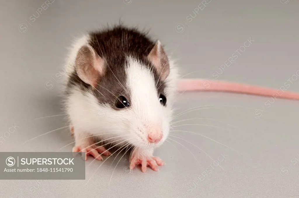 Rat (Rattus)
