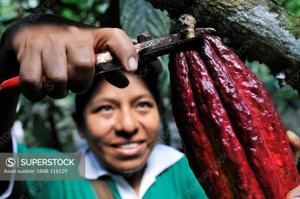 Young woman harvesting cocoa beans, Sapecho, Alto Beni, Bolivia, South America