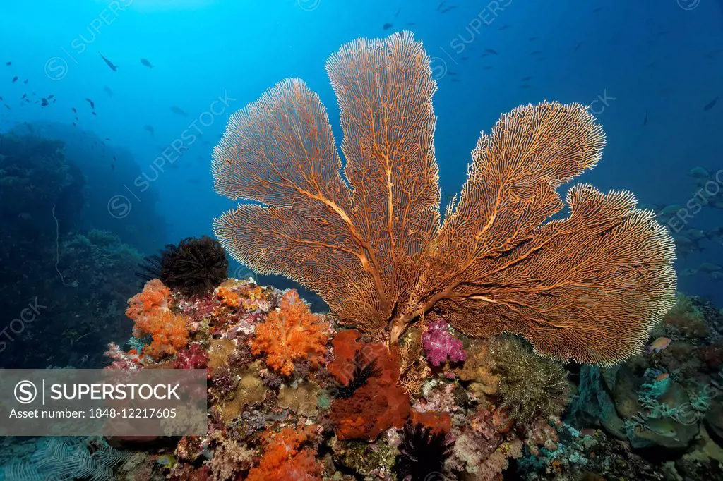 Coral reef roof with large gorgonian (Annella mollis), various soft corals (Alcyonacea), stony corals (Scleractinia), Sea lilies (Crinoidea) and fish,...