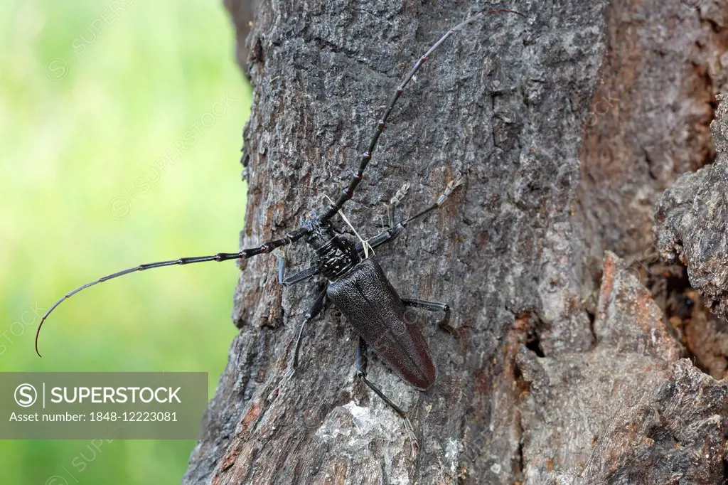 Great Capricorn Beetle (Cerambyx cerdo) in the biotope, Middle Elbe Biosphere Reserve, Saxony-Anhalt, Germany