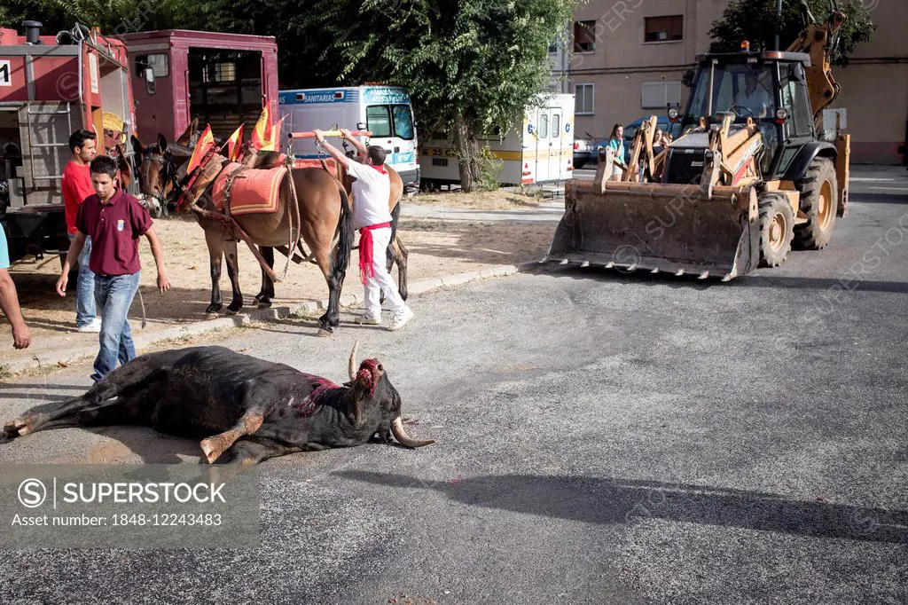 Dead bull outside the bullring, bullfighting, El Barco de Avila, Avila, Spain
