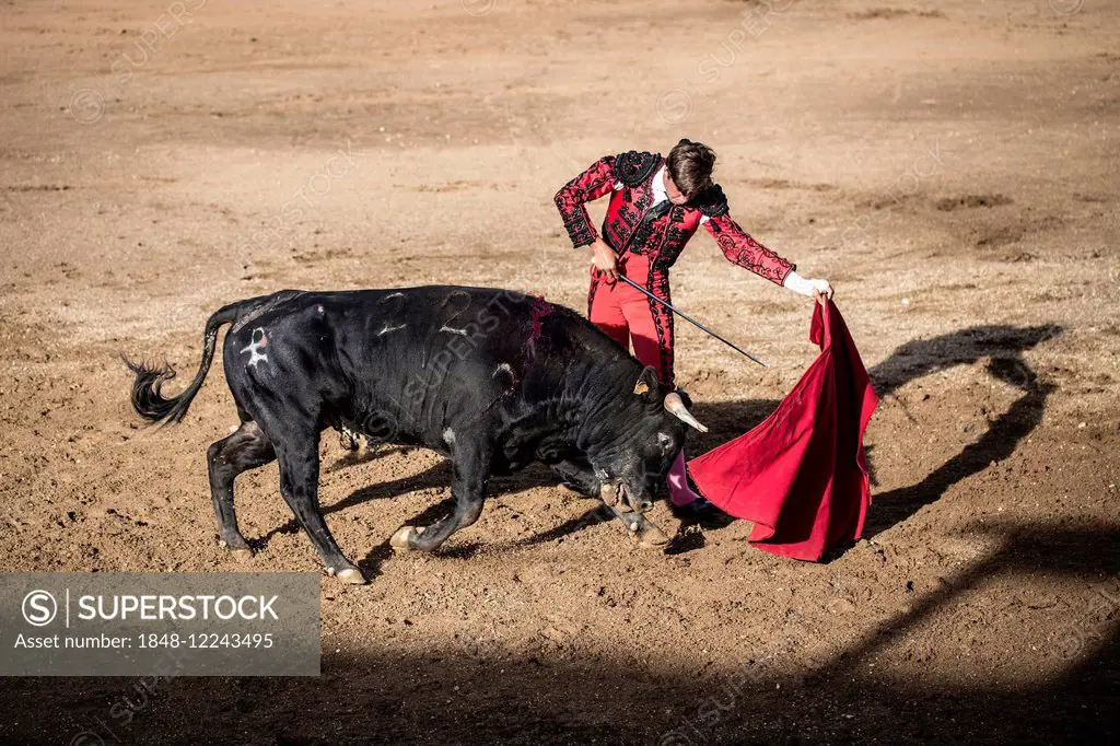 Bullfighter performing a Veronica, bullfighting, El Barco de Avila, Avila, Spain