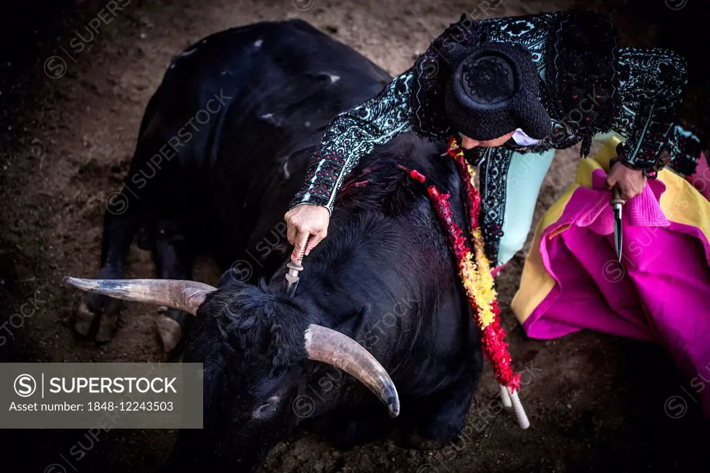 Helper killing the bull with the puntilla, bullfighting, El Barco de Avila, Avila, Spain