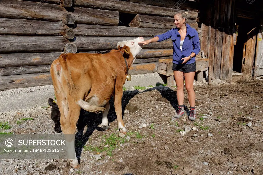 Young woman petting a calf, Wildbad Kreuth, Bavaria, Germany