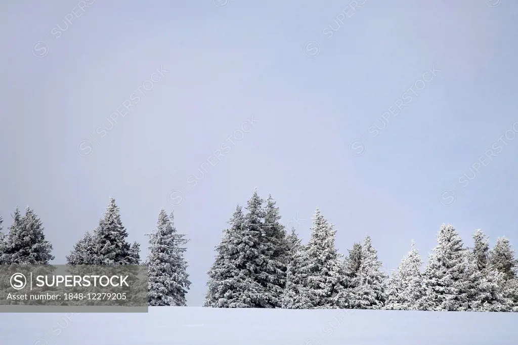 Snow covered trees, winter forest, Black Forest, Baden-Württemberg, Germany