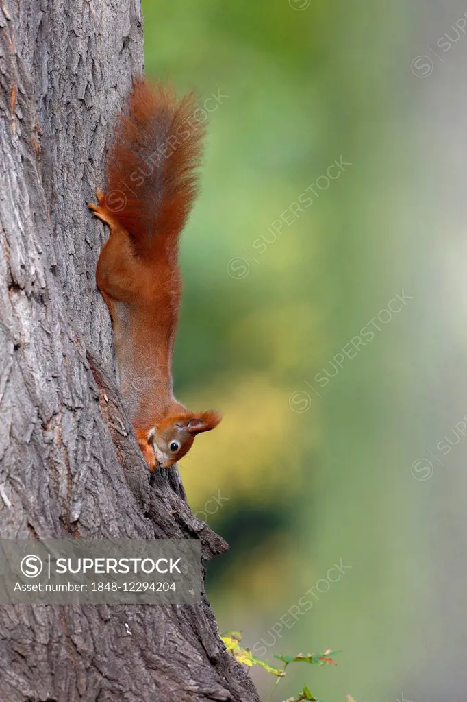Red Squirrel (Sciurus vulgaris) balancing upside down on a tree with a nut, in a park, Leipzig, Saxony, Germany