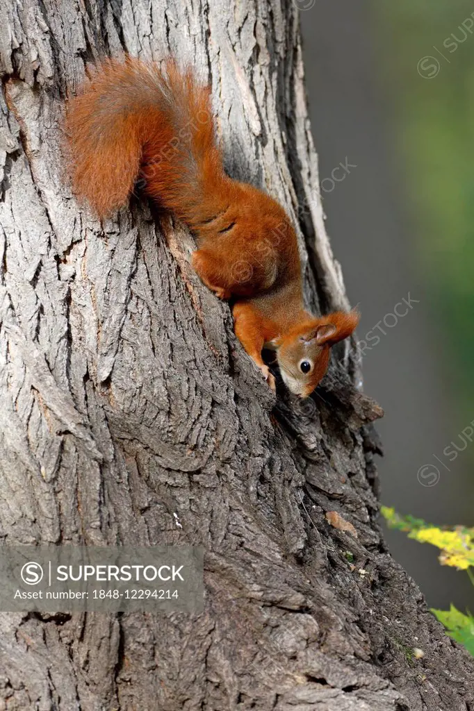 Red Squirrel (Sciurus vulgaris), balancing upside down on a tree in a park, Leipzig, Saxony, Germany