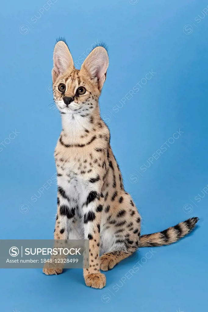 Serval (Leptailurus serval), 5 months
