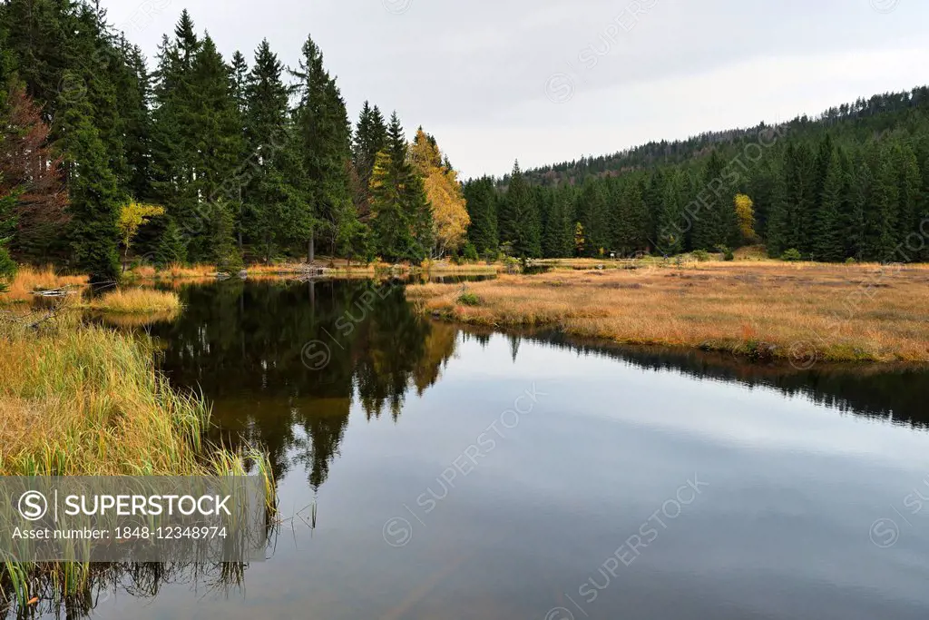 Autumn in the Naturschutzgebiet Kleiner Arbersee nature reserve, Bavarian Forest, Lohberg, Bavaria, Germany