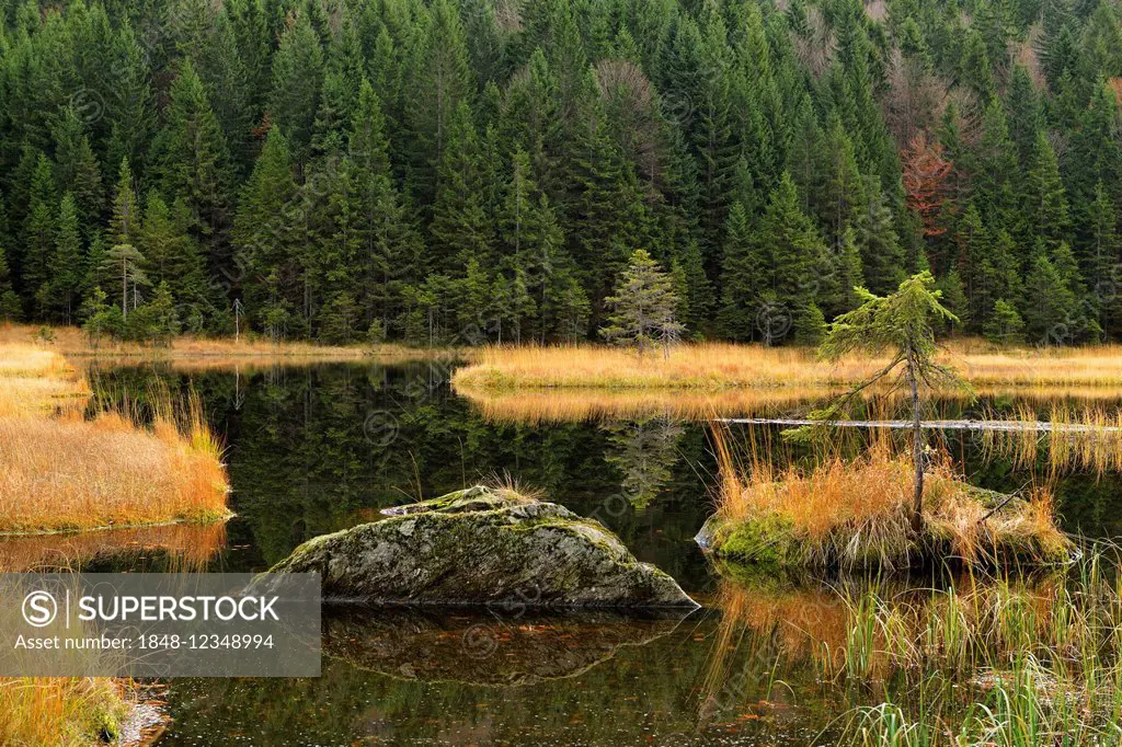 Autumn in the Naturschutzgebiet Kleiner Arbersee nature reserve, Bavarian Forest, Lohberg, Bavaria, Germany