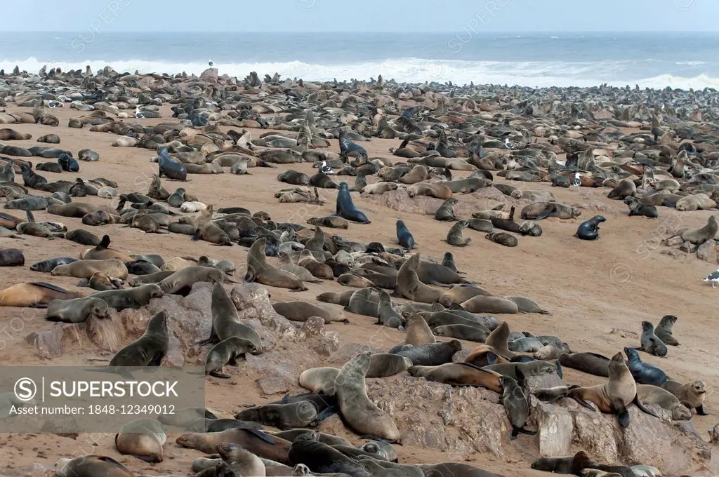 Cape Seal (Arctocephalus pusillus) colony on the beach of Cape Cross, Erongo Region, Namibia