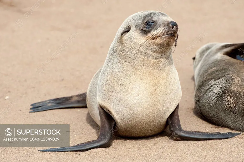 Cape Seal (Arctocephalus pusillus), Cape Cross, Erongo Region, Namibia