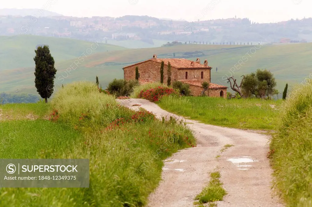 Path to a farmhouse, Pienza, Tuscany, Italy