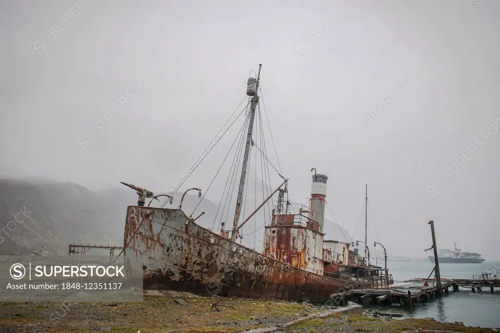 The wreck of the Petrel, a former whaler, at the former Stromness whaling station, abandoned in 1965, King Edward Bay on the north-east coast of the n...