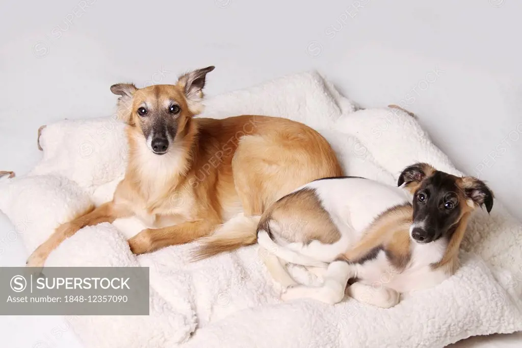 Two Silken Windsprite sighthounds lying in the dog basket