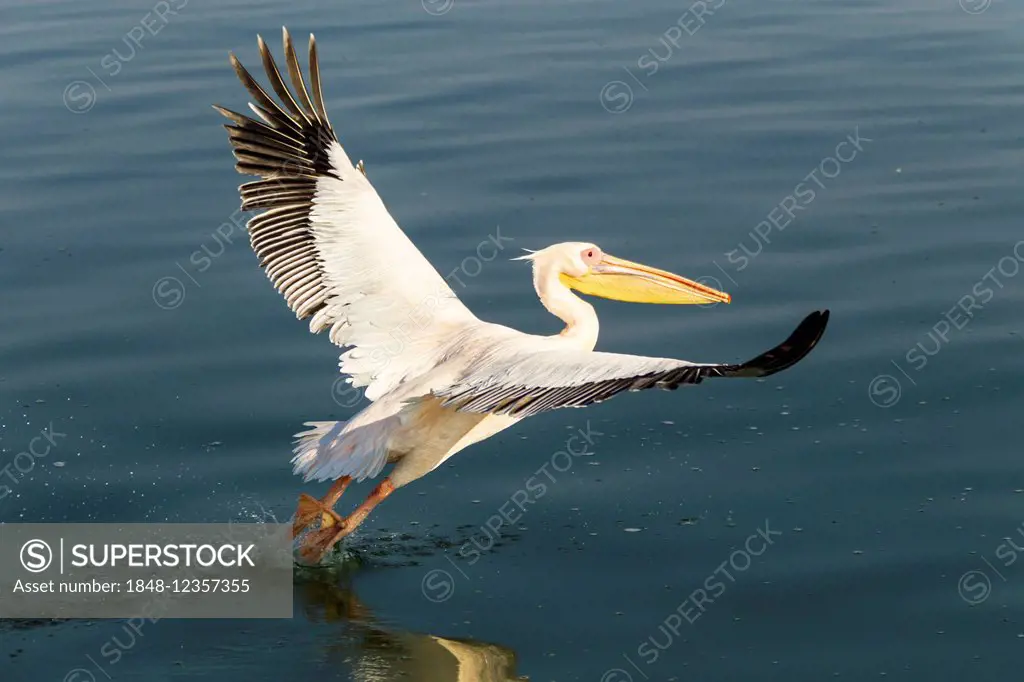Great White Pelican (Pelecanus onocrotalus), city of Walvis Bay, Erongo Region, Namibia