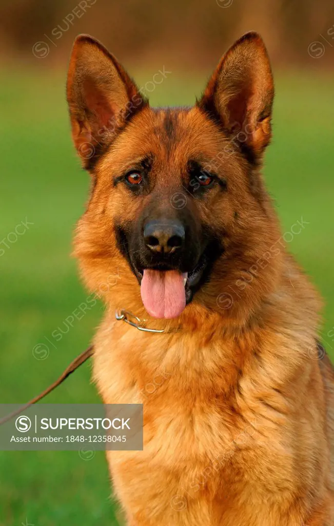 German Shepherd Dog, portrait, Germany