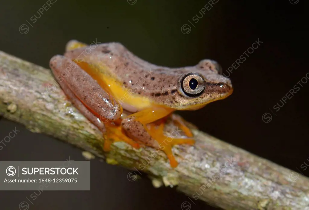 Spotted Madagascar Reed Frog (Heterixalus Punctatus), nocturnal frog, Madagascar