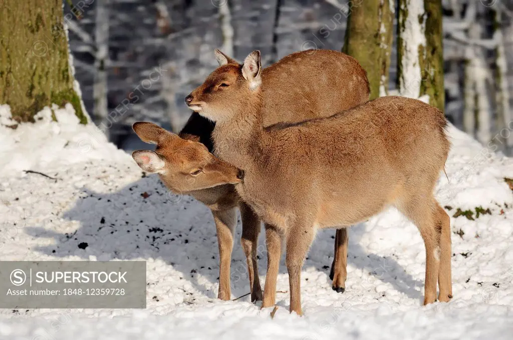 Dybowski's Sika Deer or Ussuri Sika Deer (Cervus nippon hortulorum), female in winter, native to East Asia, captive, Germany