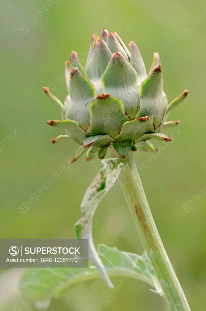 Globe Artichoke (Cynara scolymus, Cynara cardunculus), inflorescence, Germany