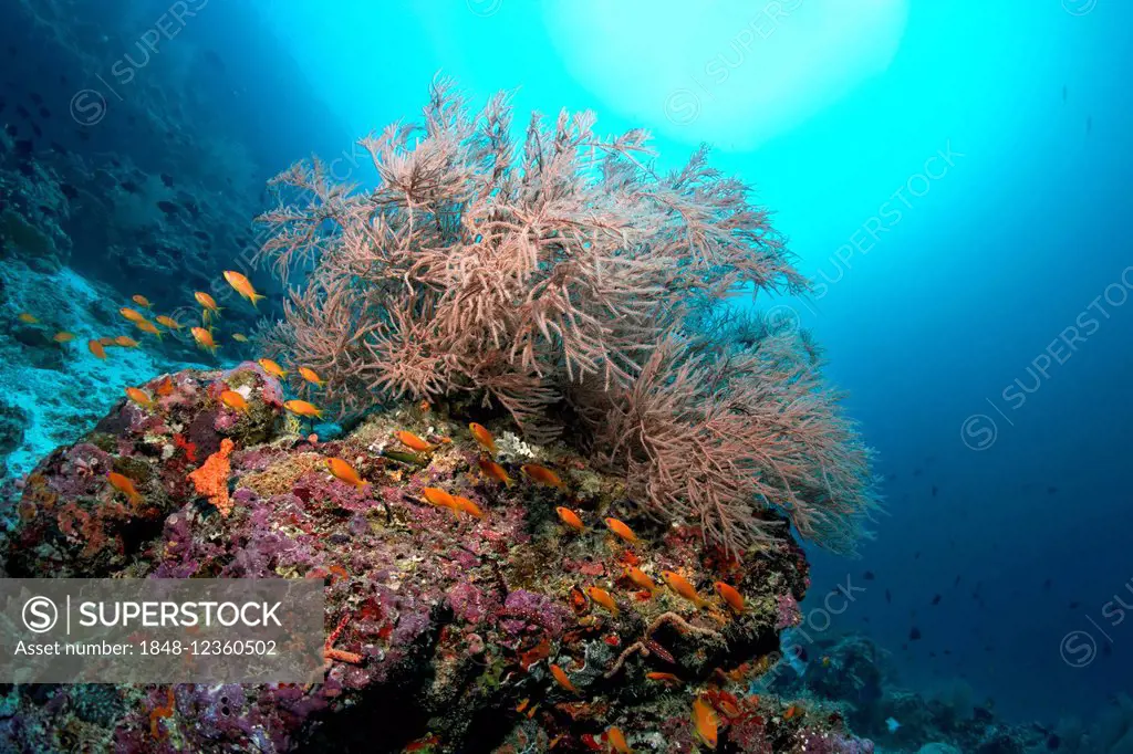 Coral reef with Black Coral (Antipathes sp.) and Anthias (Anthiinae), Lhaviyani Atoll, Indian Ocean, Maldives