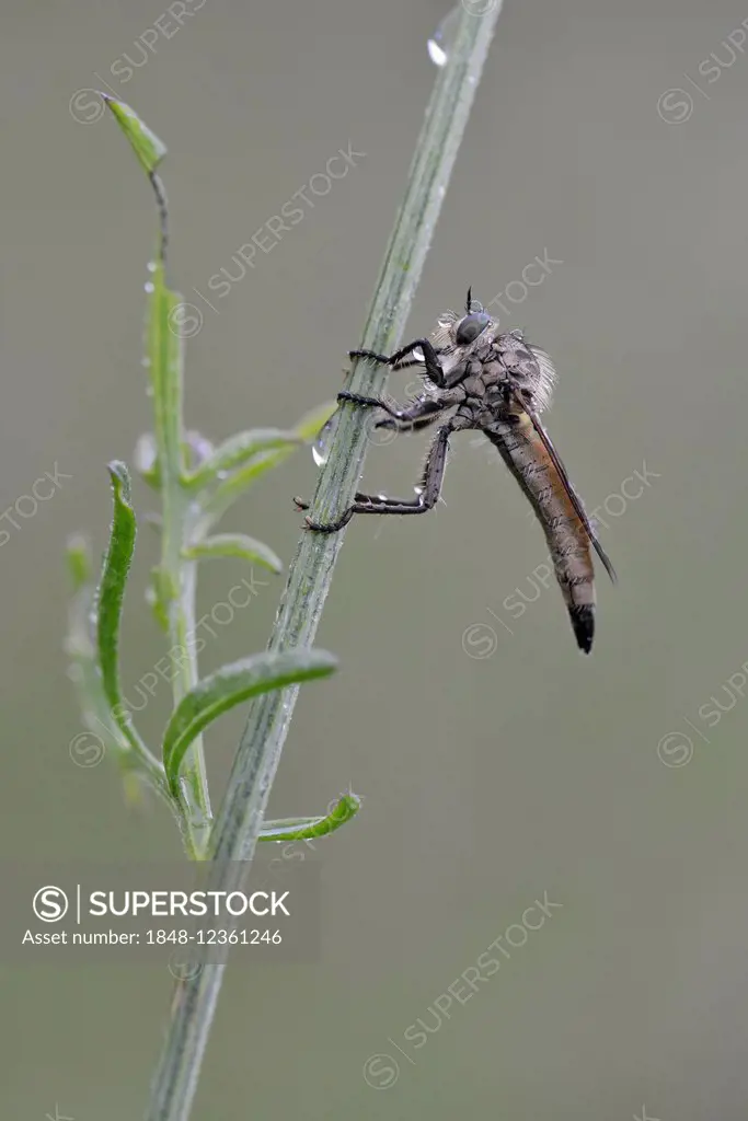 Robber Fly (Eutolmus rufibarbis), Baden-Württemberg, Germany