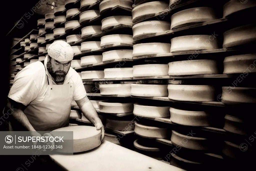 Cheese maker brushing a cheese wheel, Mindelheim, Unterallgäu district, Bavaria, Germany
