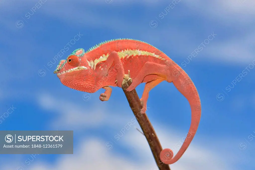 Panther Chameleon (Furcifer pardalis), Ankaramybe, Diana Region, Madagascar