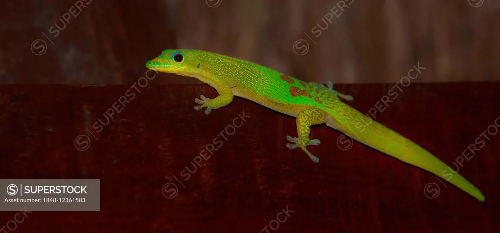 Gold Dust Day Gecko (Phelsuma laticauda), Diana Region, Madagascar