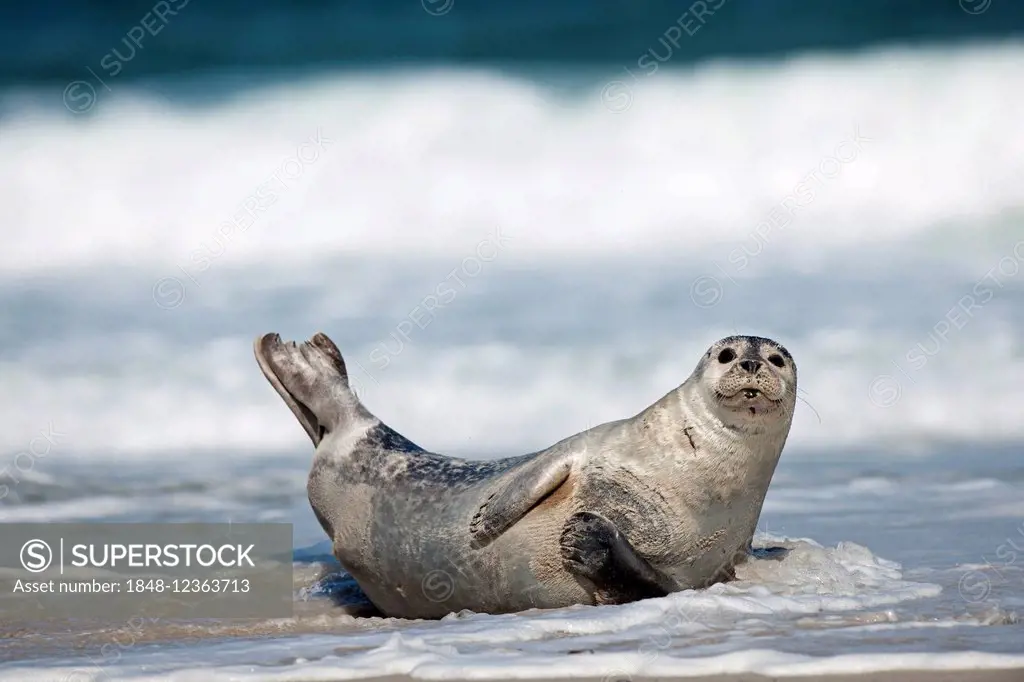 Grey Seal (Halichoerus grypus) on beach, Heligoland, Schleswig-Holstein, Germany