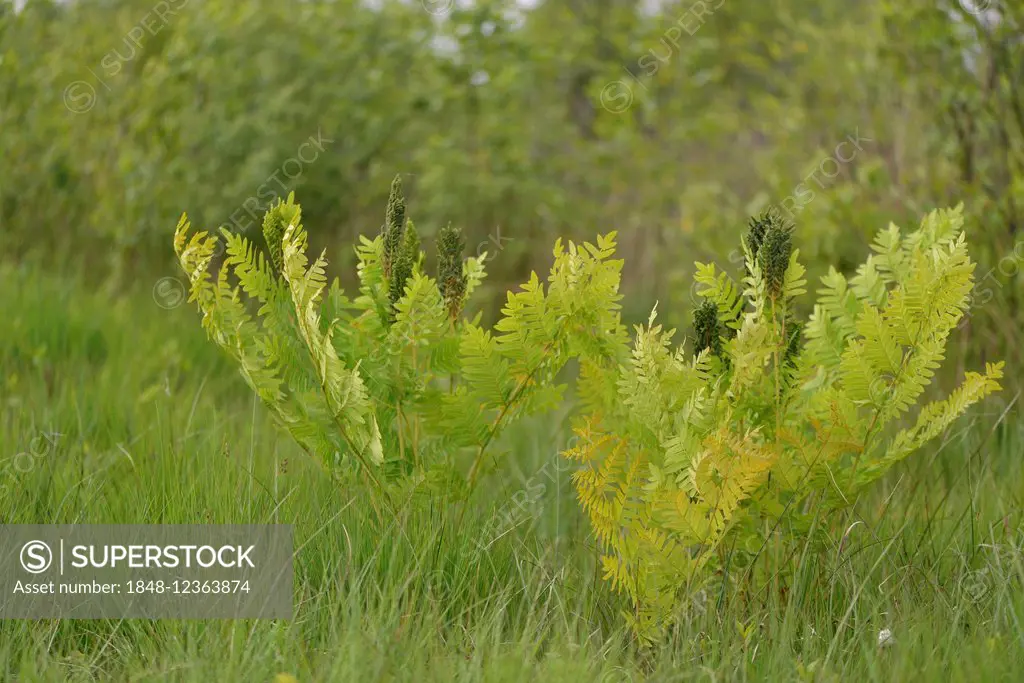 Royal fern (Osmunda regalis), Drenthe Province, The Netherlands